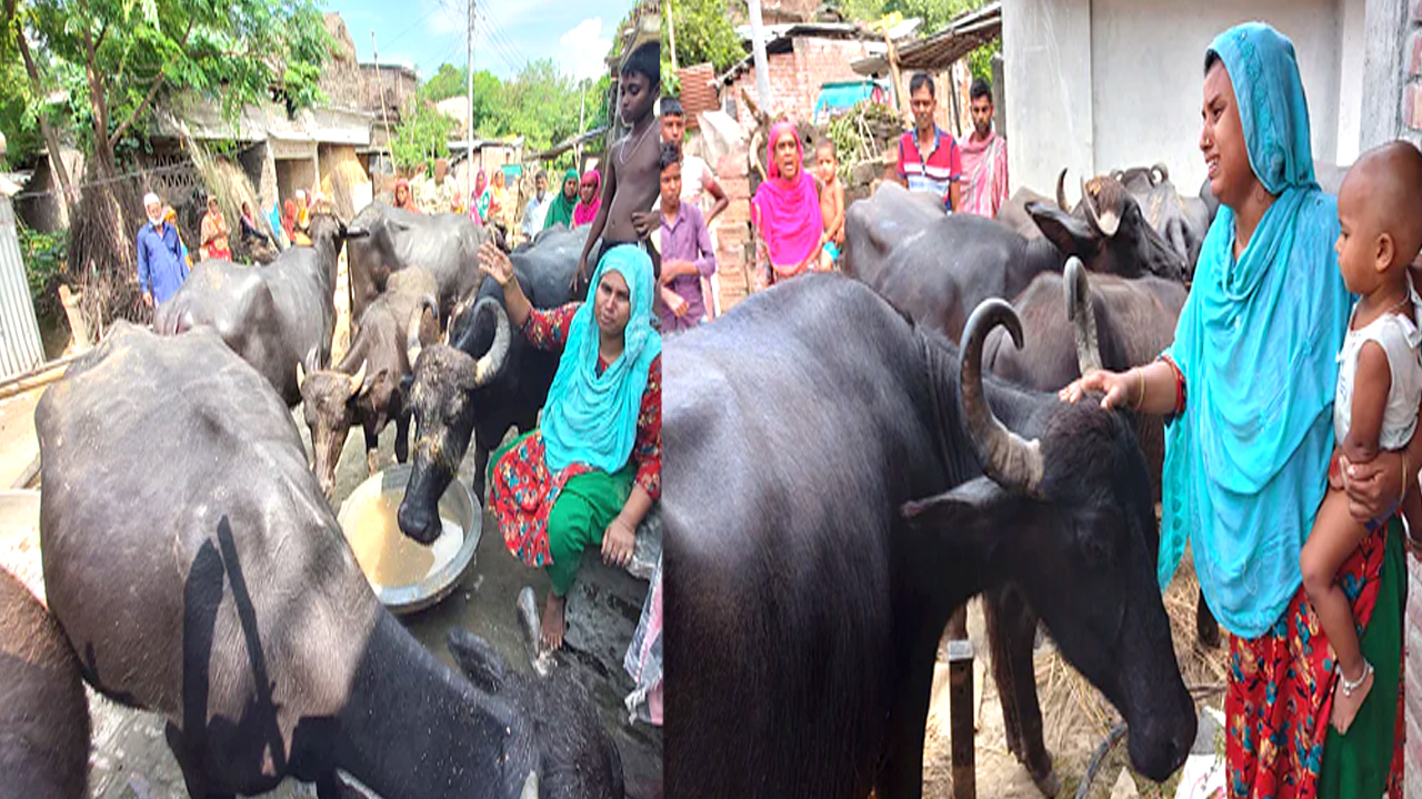 পদ্মা নদীর স্রোতে ভেসে যাওয়া ১৫টি মহিষ ফিরে এলো ১৬ দিন পর!