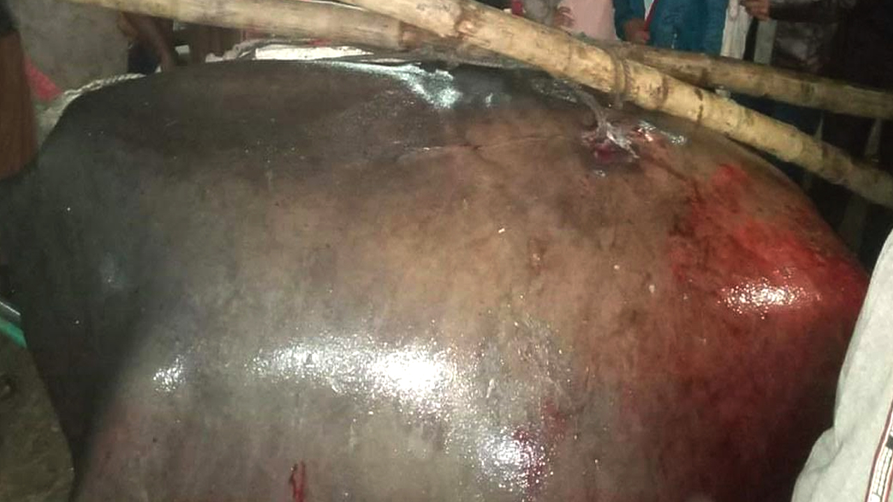 জেলেদের জালে ৭ মণ ওজনের শাপলাপাতা মাছ, ৫০,০০০ টাকায় বিক্রি।