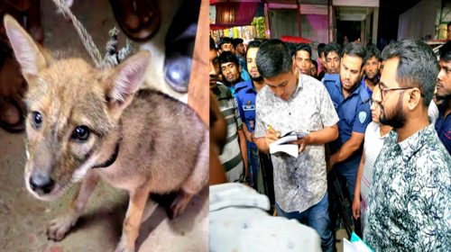 নোয়াখালীতে শিয়ালের মাংস বিক্রেতাকে জরিমানা।