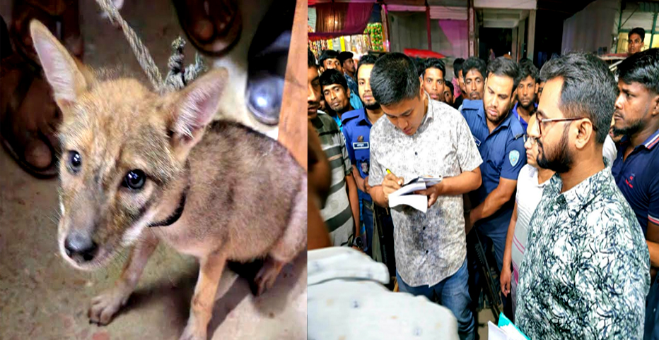 নোয়াখালীতে শিয়ালের মাংস বিক্রেতাকে জরিমানা।