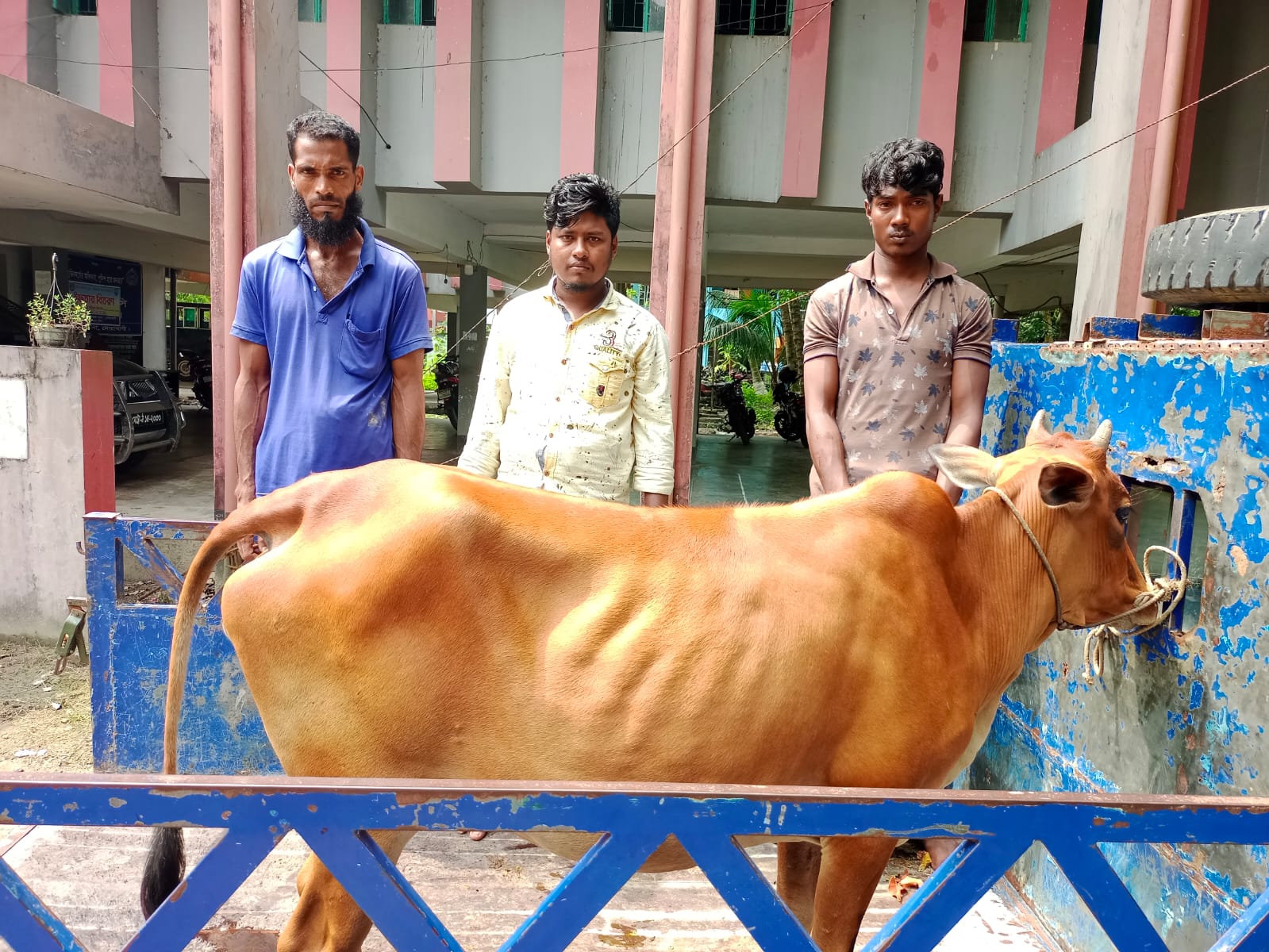 নোয়াখালীর সুবর্ণচরে চোরাই গরু সহ তিনজন আটক।