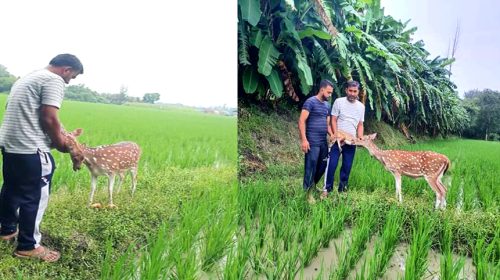 নোয়াখালীর বিএডিসিতে হরিণ শাবকের জন্ম 