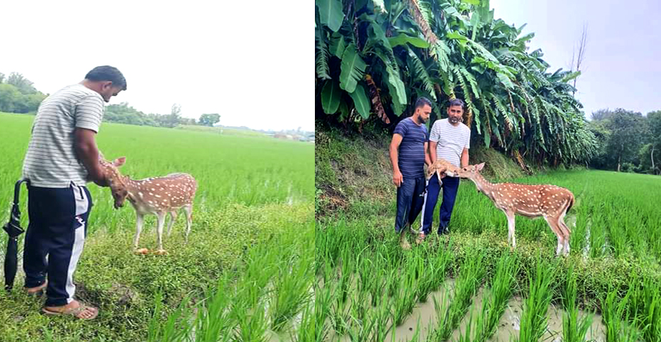 নোয়াখালীর বিএডিসিতে হরিণ শাবকের জন্ম 