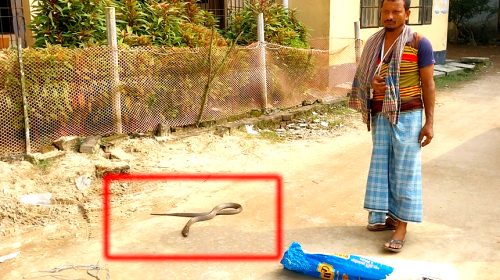 সাপে কাটা রোগী হাসপাতালে সাপ নিয়ে হাজির