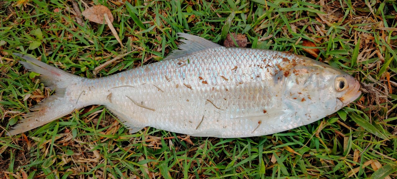 নোয়াখালীতে পুকুরে ধরা পড়ল রুপালী ইলিশ