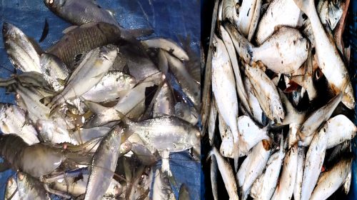 নোয়াখালীতে এক পুকুরে ধরা পড়ল ১০০ ইলিশ মাছ