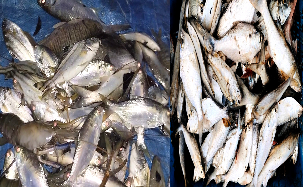 নোয়াখালীতে এক পুকুরে ধরা পড়ল ১০০ ইলিশ মাছ