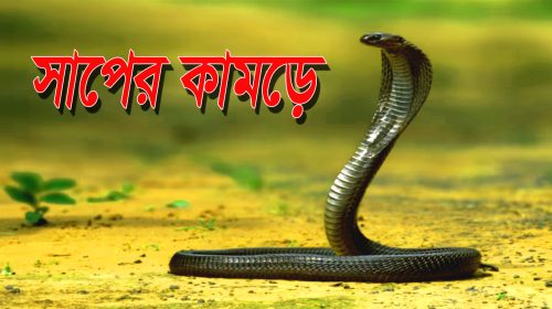 নোয়াখালীতে দু’দিনে সাপের কামড়ে ৩৫ জন হাসপাতালে ভর্তি