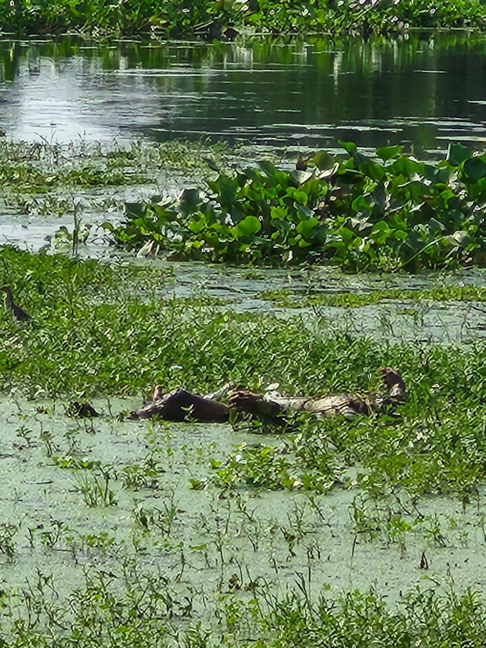 কোমরে থাকা মুঠোফোনে মিলল নিহত তরুণের পরিচয়