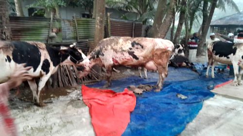নোয়াখালীতে খামারিকে আটকে গোয়াল ঘরে আগুন, ৩৫ লাখ টাকার ক্ষতি