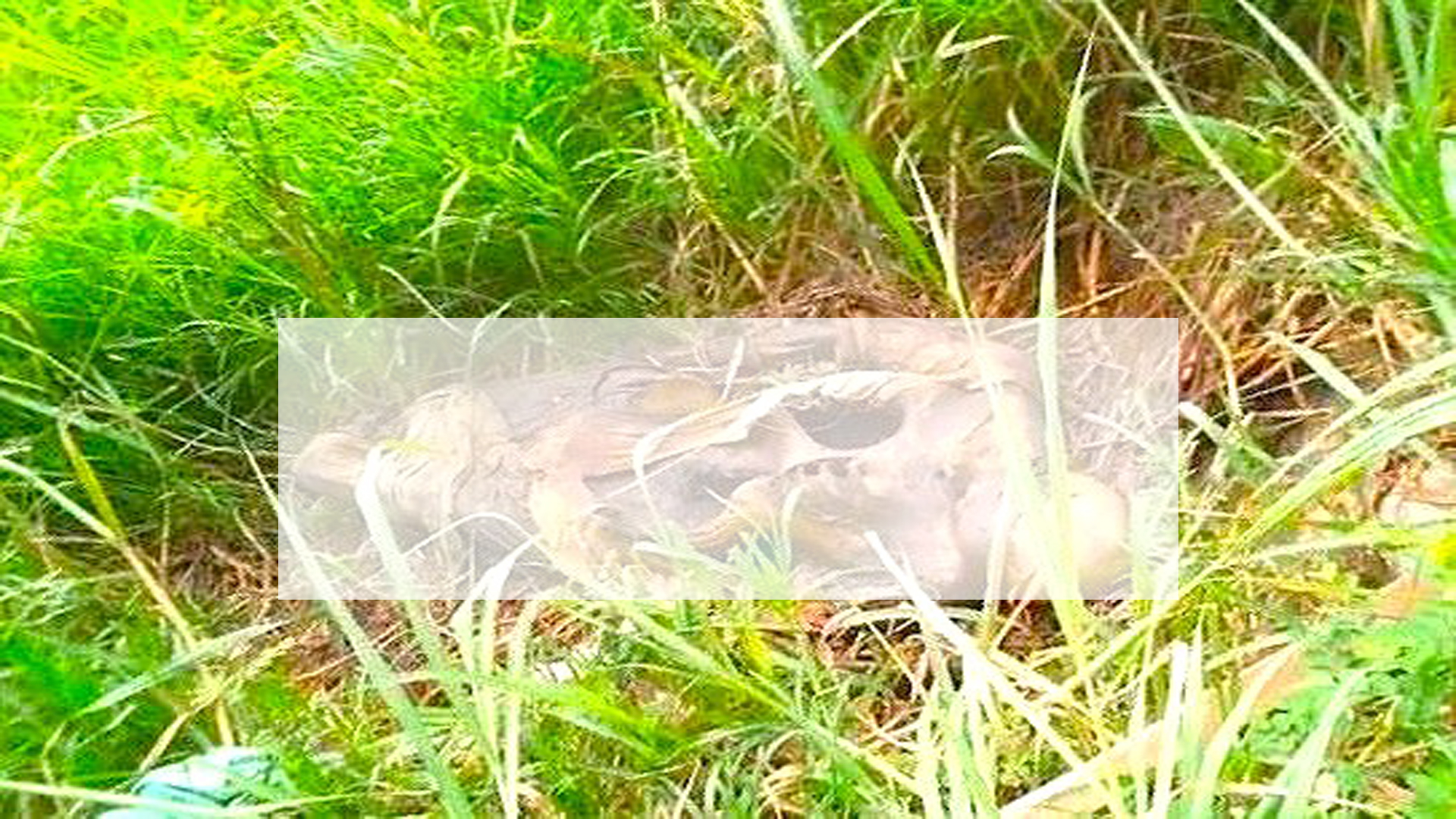 নোয়াখালীতে অজ্ঞাত নারীর লাশ (কঙ্কাল) উদ্ধার