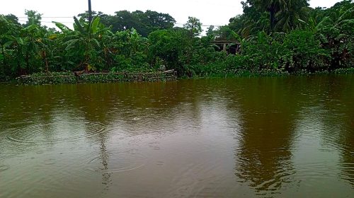ভারীবৃষ্টিতে ডুবে গেছে নোয়াখালী, জনদুর্ভোগ চরমে