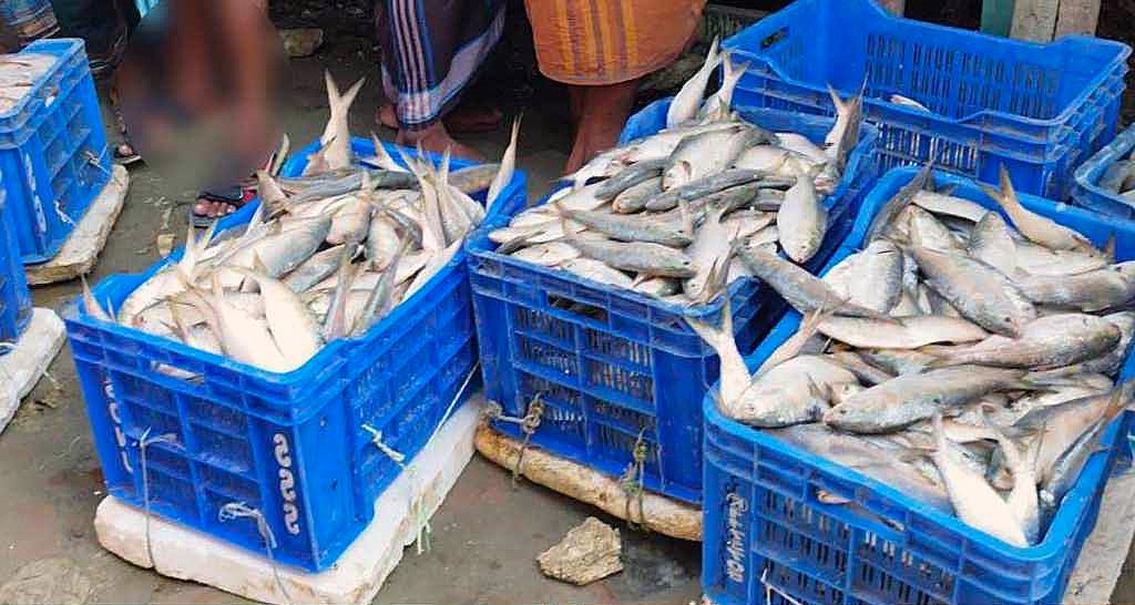 নোয়াখালীতে ঝাঁকে ঝাঁকে ইলিশ মিলছে