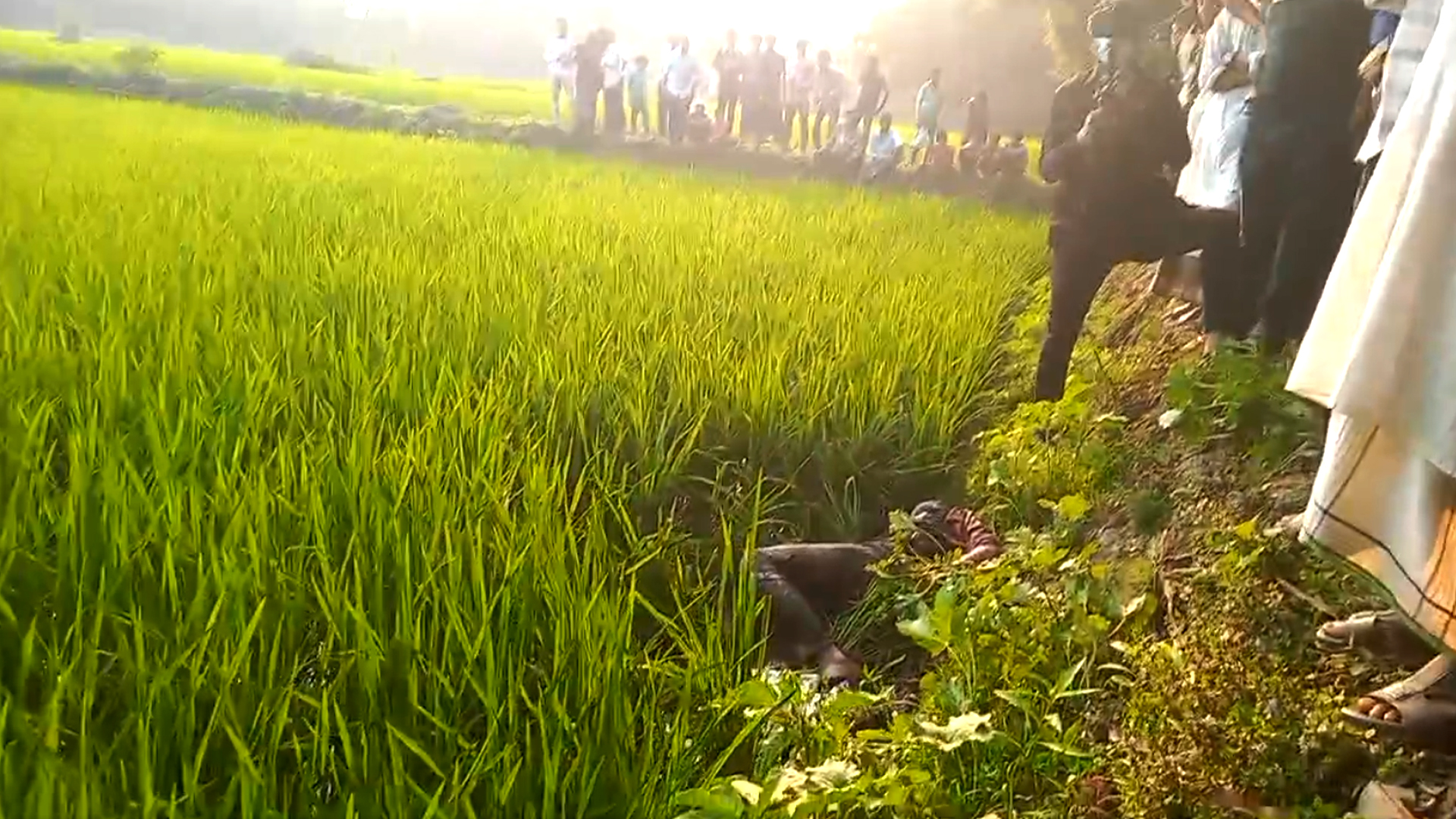 নোয়াখালীতে প্রতিবন্ধী চালককে হত্যা করে অটোরিকশা ছিনতাই